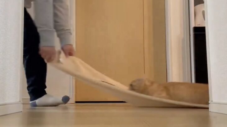 猫とタオル一枚で遊べる新しいアクティビティを発見→フローリングを何度も滑走する猫ちゃんが楽しそう(ブログ)