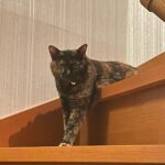 猫が「2階に来て！」と騒ぐので行ってみると…日当たりの良さを教えてくれた→その優しさにホンワカする人が続出(ブログ)
