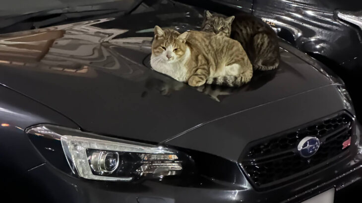 車に戻ってくると…2匹の猫ちゃんがボンネットの上に鎮座していた→夜なのに猫が集まる理由とは？(ブログ)