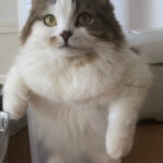 まるで猫が立ち湯してるみたい？箱に無理やり入った猫ちゃんの姿にジワジワと笑いが込み上げてくる(ブログ)