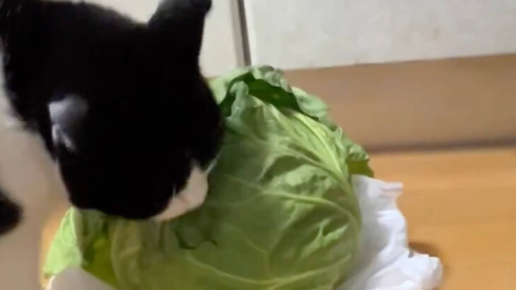 猫が盗み食いする犯行現場を動画が捉えていた！キャベツをもぐもぐと咀嚼する猫ちゃん、果たしてそのお味は？(ブログ)