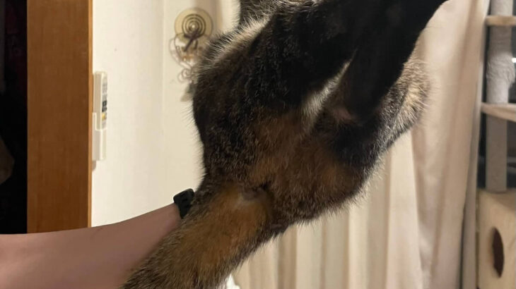 まるで手乗りネコ？逆さまに抱っこされたキジトラ猫のチコちゃん、片手で運ばれる姿が可愛らしいと話題に(ブログ)
