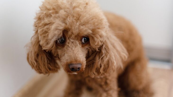 犬が落ち着きなくそわそわしている理由4つ　様子がおかしいときに考えられる病気とは？(ブログ)