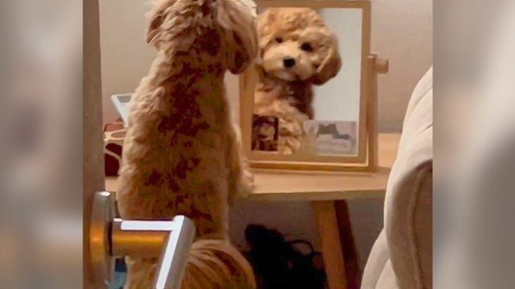 寝室を片付けようとしたら…『犬が鏡越しに見つめてくる光景』がシュールすぎると106万再生「おめかし中かな？かわいい」「真顔で草」(ブログ)