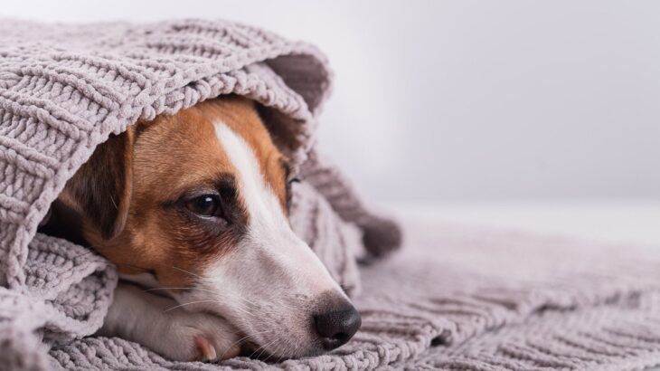 愛犬が怯えているときに飼い主がすべき5つのこと　安心させてあげるためにできるケアとは？(ブログ)