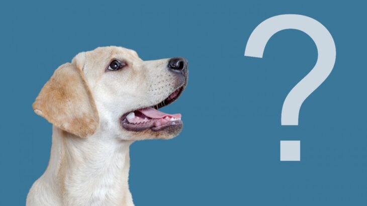 一般向け犬の遺伝子テストは本当に正確だろうか？【調査結果】(ブログ)