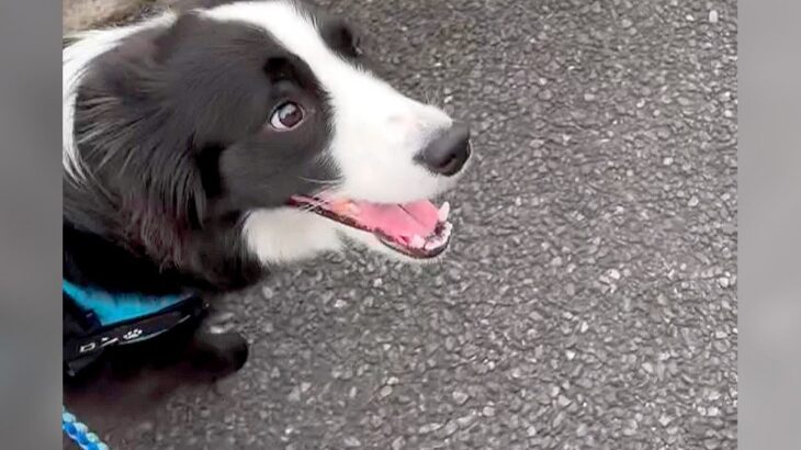 大型犬が『散歩中に家族が横切った時』に見せた反応…大好きが溢れてしまう行動が可愛すぎると307万再生「天使」「パパも嬉しそう」(ブログ)