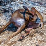愛犬が自分のお尻を舐める４つの理由　頻繁に気にしてしまう原因や対処法とは(ブログ)