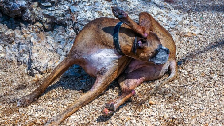 愛犬が自分のお尻を舐める４つの理由　頻繁に気にしてしまう原因や対処法とは(ブログ)