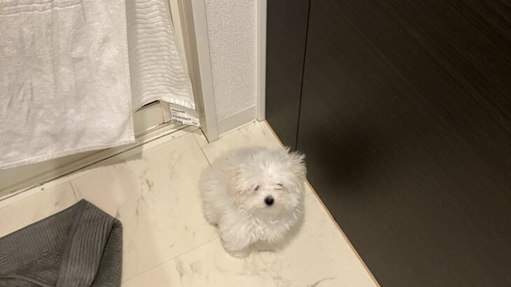 子犬の毛が2日間で伸びまくった結果→まるで「ふわふわのモップ」みたいな姿が可愛すぎると3万7000いいねを集める(ブログ)