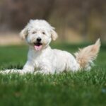 犬が伏せをしてしっぽを振る心理5つ　表情や仕草でわかる愛犬の気持ちを詳しく解説(ブログ)