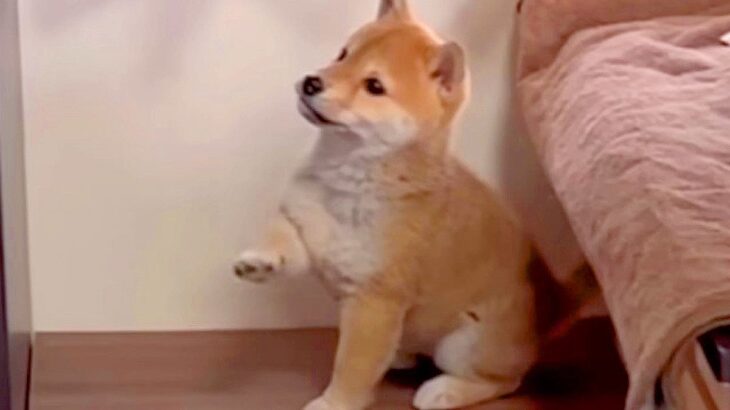 豆柴子犬が『一緒に暮らす先輩犬を見て育った』結果…まさかの天才すぎる行動に179万再生の大反響「大物の予感」「なんて頭の良い子」(ブログ)
