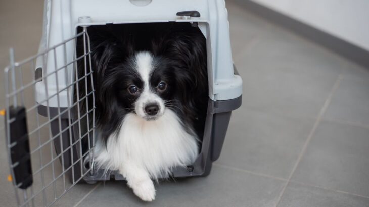 犬を落ち着かせることができる言葉7選　ぜひ使ってほしい日常で使える神ワードとは(ブログ)
