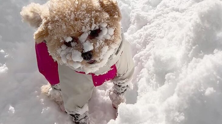犬を『北海道の雪の中』で遊ばせてみた結果…「なまらめんこい」「顔が雪で見えない笑」大興奮する姿が319万再生を突破し話題に(ブログ)
