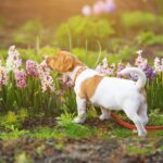 犬が食べると危険な『春の植物』5選　誤食した際の注意すべき症状や未然に防ぐ方法とは？(ブログ)