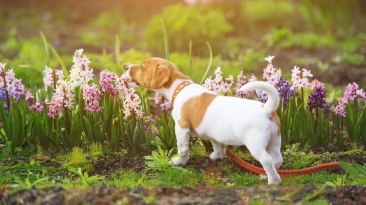 犬が食べると危険な『春の植物』5選　誤食した際の注意すべき症状や未然に防ぐ方法とは？(ブログ)