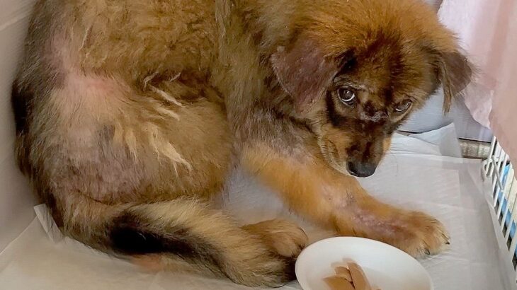 保護された子犬の成長記録…先住犬や子猫とふれあい『心を開いていく光景』が226万再生「涙が止まらない」「尊すぎる」と感動の声(ブログ)
