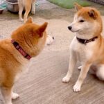 『母親なめんなよ！』ママ犬が子供に圧をかけた結果…最強すぎる光景が33万再生「ラスボス」「どの世界も母は強し」と感服の声続々(ブログ)