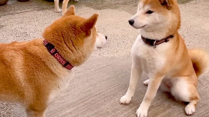 『母親なめんなよ！』ママ犬が子供に圧をかけた結果…最強すぎる光景が33万再生「ラスボス」「どの世界も母は強し」と感服の声続々(ブログ)
