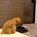 犬を置いて『お出かけ』した結果…健気に待つ光景が愛おしくてたまらないと6万5000再生の反響「猫背になってるｗ」「背中の哀愁」(ブログ)