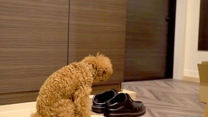 犬を置いて『お出かけ』した結果…健気に待つ光景が愛おしくてたまらないと6万5000再生の反響「猫背になってるｗ」「背中の哀愁」(ブログ)