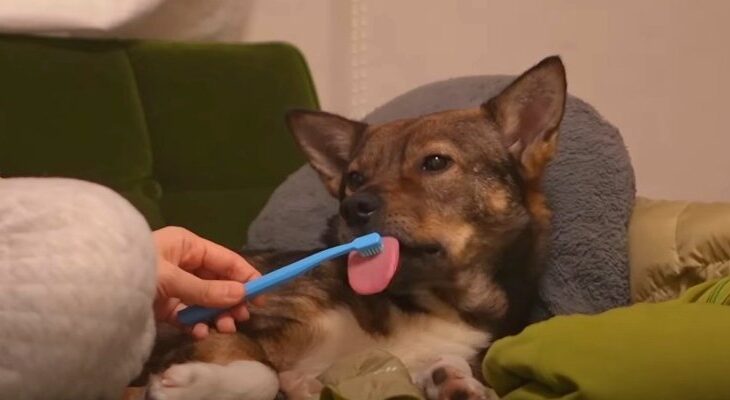 『歯磨き1年生』保護犬くんの不満そうな表情と小さな抵抗が可愛いすぎてたまらない「頑張って〜！」の声続々(ブログ)
