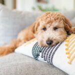 犬がストレスを感じる8つのシチュエーション　不満が溜まる原因や解消法まで解説(ブログ)