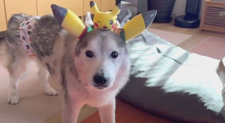 被り物にハズレなしのシニアハスキーくん「めっちゃ似合ってる」「気にしない男子？」ほっこりが溢れる朝(ブログ)