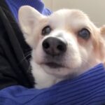 ご機嫌斜めのコーギーさんを抱っこすると赤ちゃんのような表情に♡甘えん坊なコーギーさんに「尊い」「天使すぎる」との声続出！(ブログ)