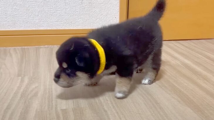 赤ちゃん柴犬たちを『外に放った』結果…破壊力がすごすぎる”尊い光景”に25万再生の反響「可愛すぎて苦しい」「ずっと見ていたい」(ブログ)