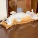 床に落ちている柴犬『落ち柴』を観察してみたら…家のどこにでも現れる光景に36万再生の反響「拾いたくなりました」「ヘソテン天国」(ブログ)