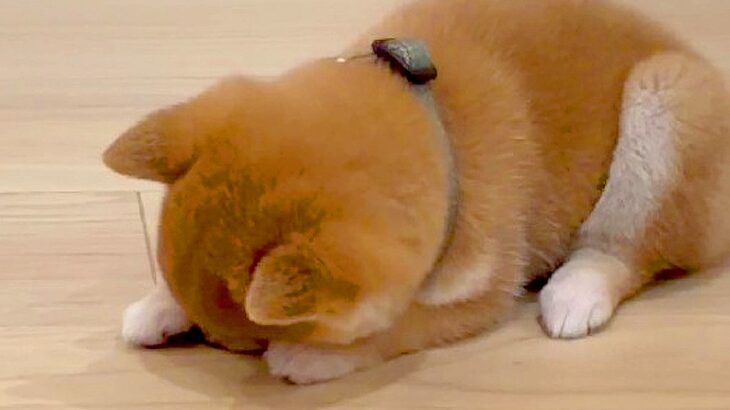 子犬が寝落ちした結果…あまりにも可愛い『電池切れ』に341万再生の大反響「まくら持って行ってあげたいｗ」「まるでゼンマイ仕掛け」(ブログ)
