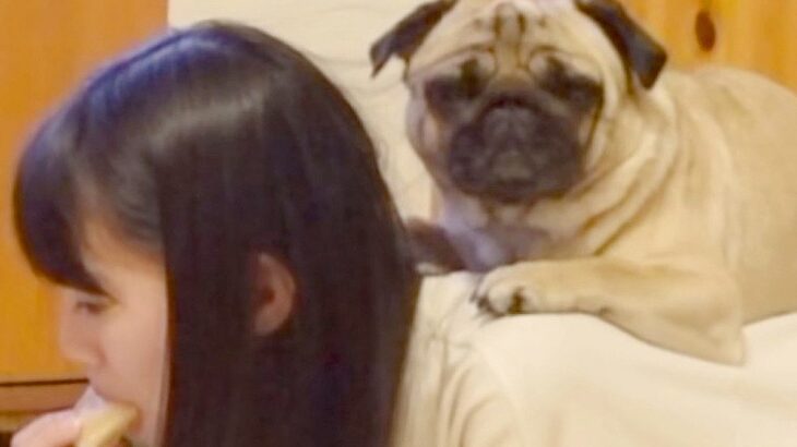 『甘えん坊な犬』を観察してみたら…末っ子との甘すぎる共演が86万再生「本当の姉妹みたい」「ドヤ顔に笑った」と絶賛の声(ブログ)