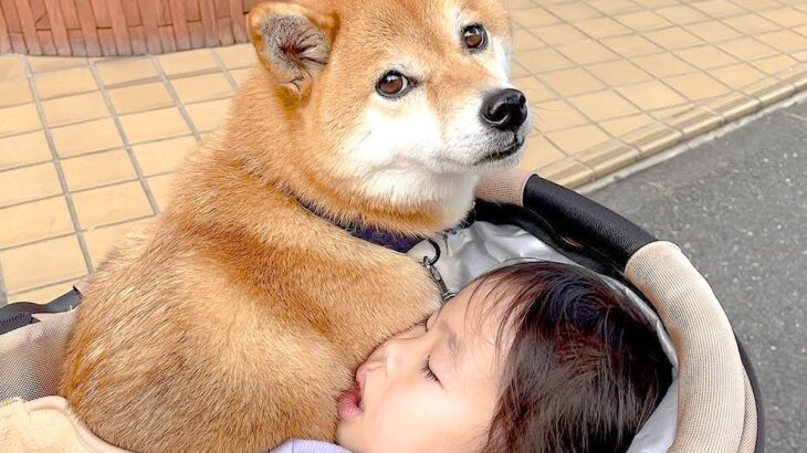犬と4歳児が一緒にお出かけした結果…「なんでこんなに優しくて穏やかなの」「静かにおやつ食べてる」と202万再生を突破(ブログ)