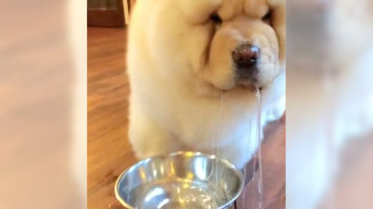 大型犬が水を飲んだだけなのに…まさかの光景が492万再生を突破「口からナイアガラの滝ｗ」「溢れてるほうが多くて笑った」爆笑の嵐(ブログ)