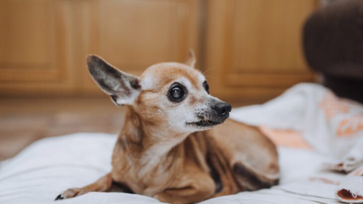 老犬に出たら超危険な『5つの症状』　一秒でも早く病院へ連れていくべきサインとは？(ブログ)