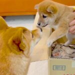 子犬と先輩犬が初対面した結果…可愛すぎる光景が178万再生を突破「平和過ぎて微笑ましい」「可愛いが大渋滞してる…」絶賛の声続々(ブログ)