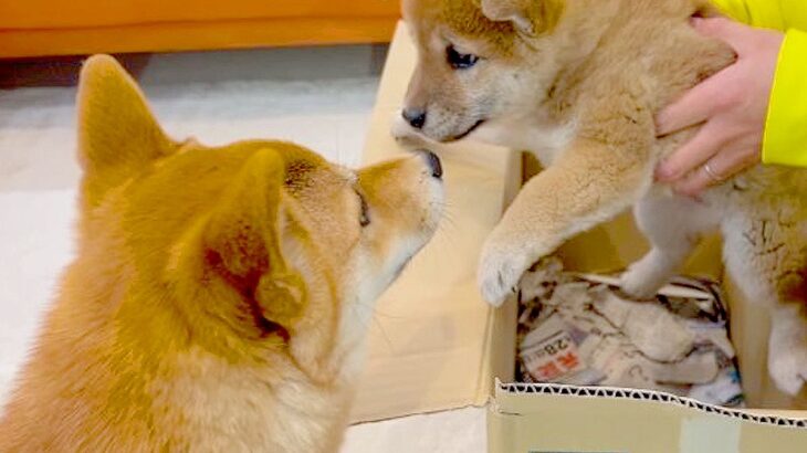 子犬と先輩犬が初対面した結果…可愛すぎる光景が178万再生を突破「平和過ぎて微笑ましい」「可愛いが大渋滞してる…」絶賛の声続々(ブログ)
