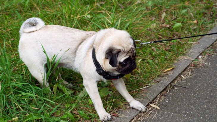 『散歩から帰りたくない』犬がする4つの仕草や行動　帰宅を嫌がる理由や対処法まで(ブログ)