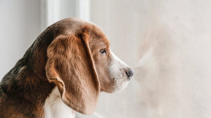 犬が『捨てられた…』と感じてしまう飼い主の行動5選　絶対にやってはいけないダメ行動や必ず意識すべき心のケアとは(ブログ)