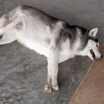 愛犬の肥満度チェック方法2つ　太りすぎの基準や理想的な体型までご紹介(ブログ)