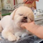 犬の毛をカットしていたら…プロの技に思わず『うっとり顔』を見せてしまう犬が可愛いと110万再生「とろけてる笑」「気持ちいいのかな」(ブログ)