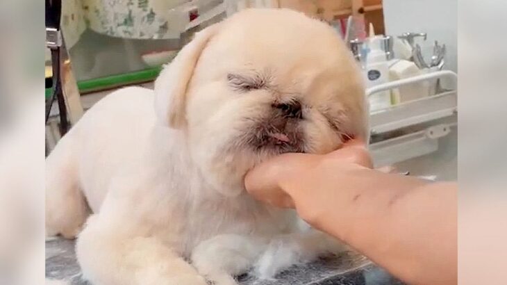 犬の毛をカットしていたら…プロの技に思わず『うっとり顔』を見せてしまう犬が可愛いと110万再生「とろけてる笑」「気持ちいいのかな」(ブログ)