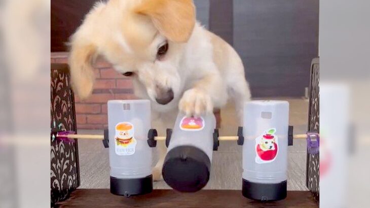 犬のために『自販機』を作った結果…一生懸命挑戦する光景がかわいすぎると96万4000再生を突破！諦めない姿勢が話題に(ブログ)