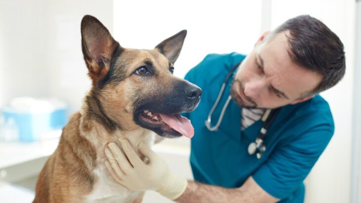 犬の危険な『舌の状態』5選　病気のサインや症状、異常を早期発見する方法まで(ブログ)