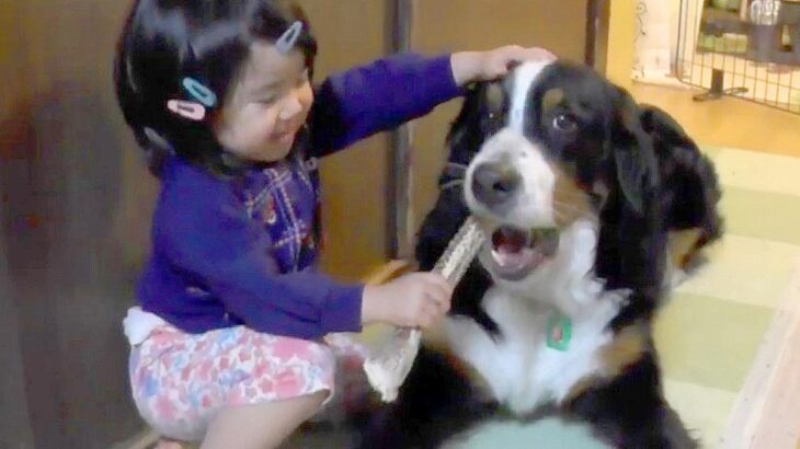 超大型犬と子どもの『おやつをめぐる可愛い攻防戦』にほっこりが止まらない…仲良しな光景に「チビッ子怪獣強し」「凛々しい」の声(ブログ)