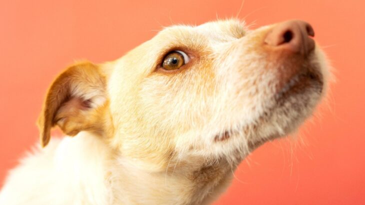 犬が好みやすい『臭いもの』ランキングトップ5　なぜ不快なニオイにも興味を示すの？(ブログ)