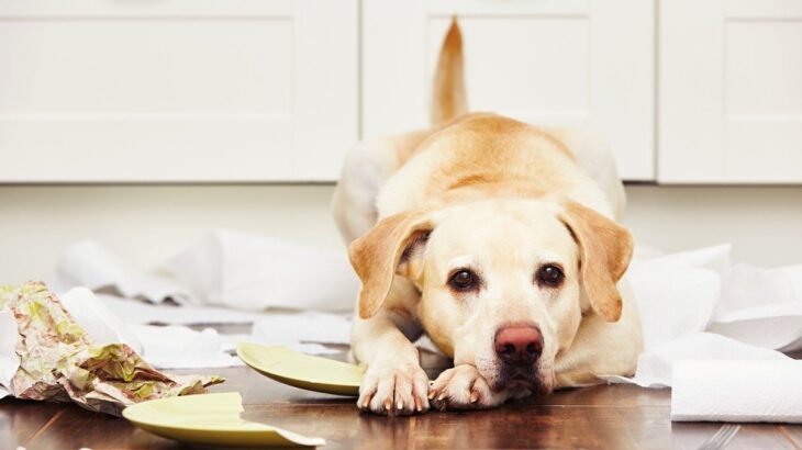 犬が『部屋のモノを破壊する』心理5つ　部屋を荒らしてしまう理由や破壊行為をやめさせる方法まで(ブログ)