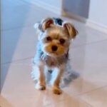 犬が怒られた結果…『おやつを分けてください』と申し訳なさそうにおねだりする光景が145万再生「反省しているお顔がとっても可愛い」(ブログ)