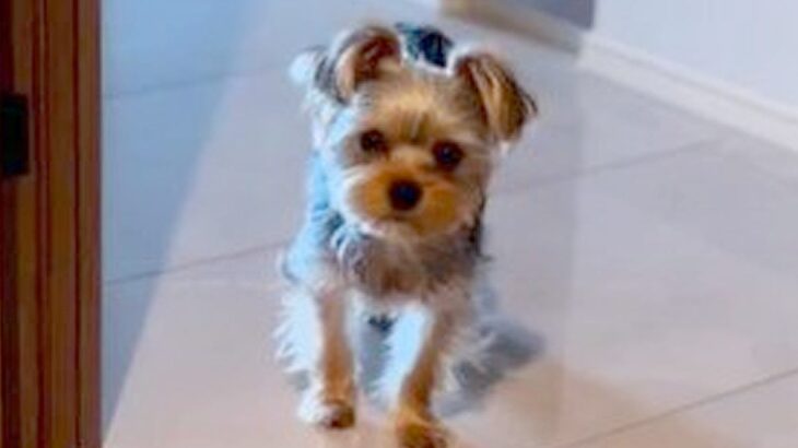 犬が怒られた結果…『おやつを分けてください』と申し訳なさそうにおねだりする光景が145万再生「反省しているお顔がとっても可愛い」(ブログ)